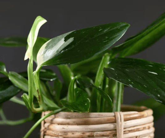 Monstera Standleyana Albo Variegata: Visual Delight Monstera Standleyana Variegata
