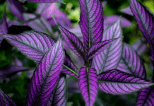 Persian Shield Plant Care and Information: Quick Guide to Strobilanthes dyerianus Persian Shield Plant