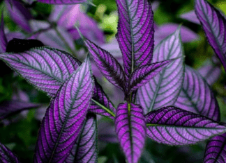 Persian Shield Plant Care and Information: Quick Guide to Strobilanthes dyerianus Persian Shield Plant