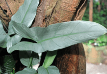 Philodendron Silver Sword: Indoor Plant Guide Philodendron silver sword