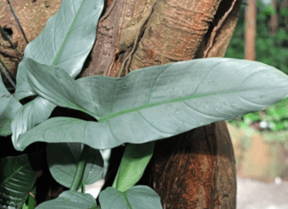 Philodendron Silver Sword: Indoor Plant Guide Philodendron silver sword