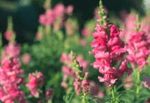 Beautiful Blooms: Pink Snapdragons for Garden Pink Snapdragons