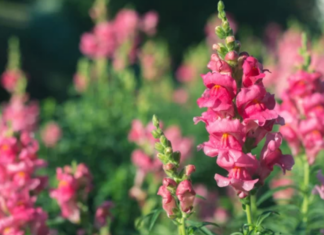 Beautiful Blooms: Pink Snapdragons for Garden Pink Snapdragons