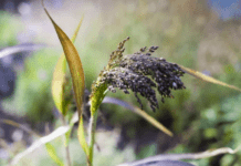 How to Grow Broomcorn: A Guide for DIY Crafters and Gardeners Broomcorn