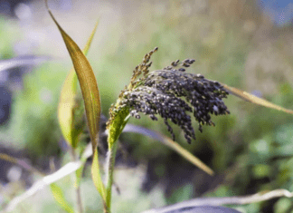 How to Grow Broomcorn: A Guide for DIY Crafters and Gardeners Broomcorn