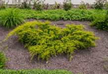 Secrets of Cypress Mulch: Is It the Right Choice for Your Garden? Cypress Mulch