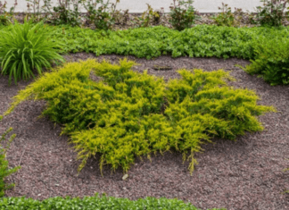 Secrets of Cypress Mulch: Is It the Right Choice for Your Garden? Cypress Mulch