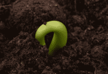 Grow Your Persimmon Trees from Seed Persimmon Trees from Seed