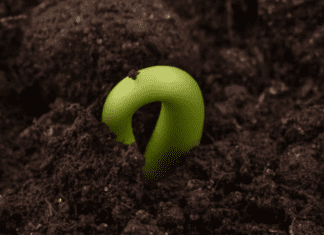 Grow Your Persimmon Trees from Seed Persimmon Trees from Seed