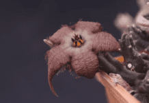 A Gardener’s Tale of Stapelia: Taming the Wild Beauty stapelia