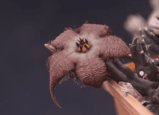 A Gardener’s Tale of Stapelia: Taming the Wild Beauty stapelia