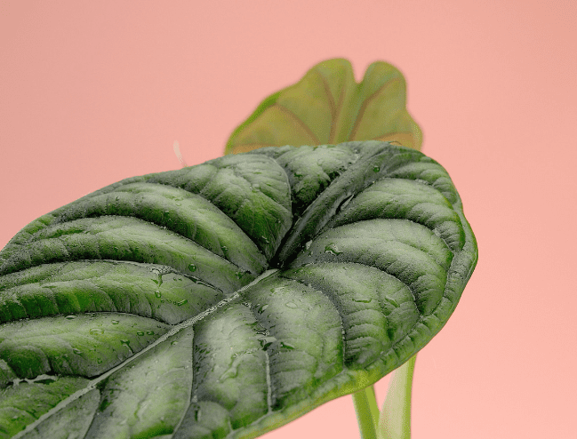 ALocasia Dragon Scale Leaf