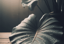 Alocasia Dragon Scale: Basics of Plant Care Alocasia Dragon Scale