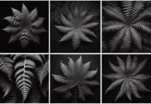 Kimberly Ferns: A Lush Addition In Any Garden Kimberley Ferns