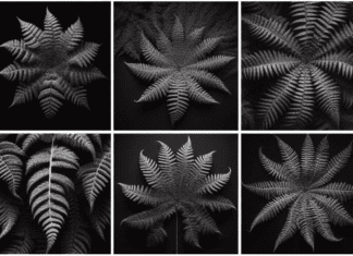 Kimberly Ferns: A Lush Addition In Any Garden Kimberley Ferns