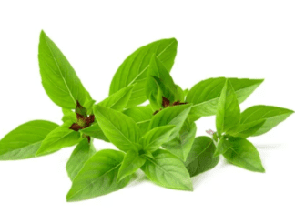 How to Grow Thai Basil: Plus 4 Delicious Recipes Thai Basil