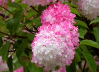 Why Vanilla Strawberry Hydrangeas are the Top Choice for Modern Gardeners Vanilla Strawberry Hydrangeas