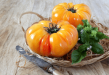 Pineapple Tomato Plants: The Secret Ingredient for an Exotic Garden pineapple tomato plants