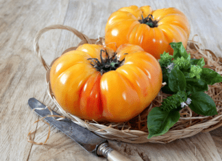 Pineapple Tomato Plants: The Secret Ingredient for an Exotic Garden pineapple tomato plants
