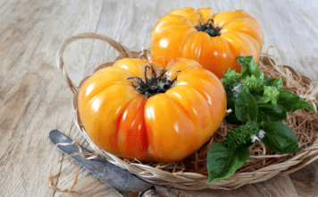 Pineapple Tomato Plants: The Secret Ingredient for an Exotic Garden pineapple tomato plants