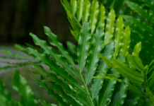 The Enchanting World of the Japanese Fern Tree Japanese Fern Tree