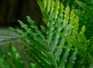 The Enchanting World of the Japanese Fern Tree Japanese Fern Tree