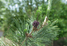 The Stunning Evergreen: Cultivating and Caring for a Japanese Black Pine Japanese Black Pine
