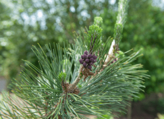 The Stunning Evergreen: Cultivating and Caring for a Japanese Black Pine Japanese Black Pine