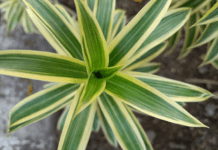 Introducing the Song of India: A Tropical Wonder Song of India