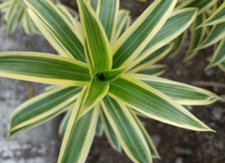 Introducing the Song of India: A Tropical Wonder Song of India