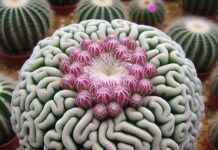 The Brain Cactus: A Unique and Easy-to-Care-For Succulent Brain Cactus