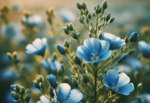 The History of Flax Plants: From Ancient Civilizations to Modern Marvels Flax Plants