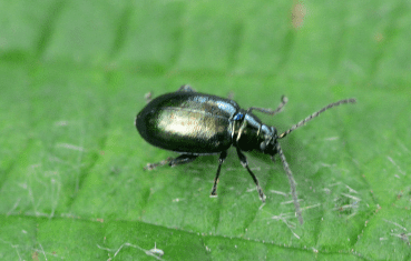 Flea Beetles