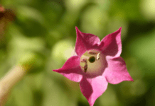 Flowering Tobacco: A Fragrant and Versatile Addition to Your Garden Flowering tobacco (Nicotiana)