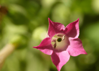 Flowering Tobacco: A Fragrant and Versatile Addition to Your Garden Flowering tobacco (Nicotiana)
