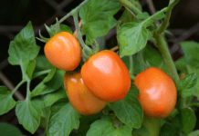 Growing Roma Tomatoes: The Best Variety for Homemade Sauce Roma Tomatoes