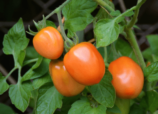 Growing Roma Tomatoes: The Best Variety for Homemade Sauce Roma Tomatoes