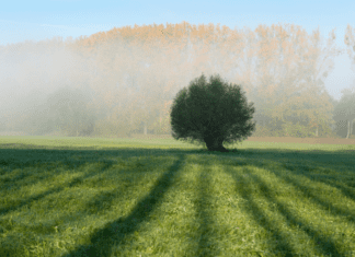 White Willow Secrets: Fast Growth, Stunning Looks, and Hidden Dangers White Willow