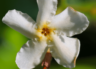 Grow a Lush Lawn with Asiatic Jasmine: Say Goodbye to Weeds Asiatic Jasmine