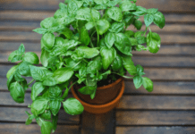 Grow Your Endless Supply of Basil: A Guide to Propagation and Care Basil