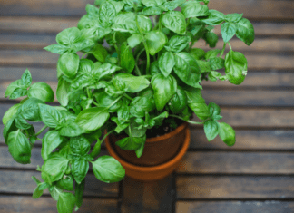 Grow Your Endless Supply of Basil: A Guide to Propagation and Care Basil
