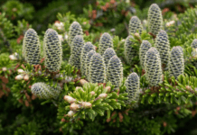 Grow Stunning Korean Firs: Your Essential Care and Planting Tips Korean Firs