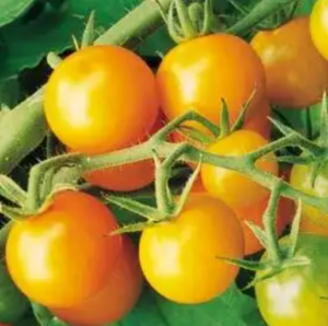 Sungold tomato