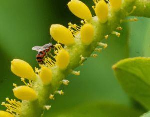 aphids and mealybugs on Allamanda