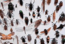 Protect Your Wardrobe from Clothes Damaging Insects: Identification and Prevention Fabric Pests