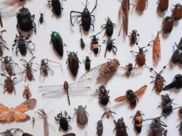Protect Your Wardrobe from Clothes Damaging Insects: Identification and Prevention Fabric Pests
