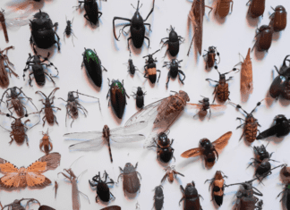 Protect Your Wardrobe from Clothes Damaging Insects: Identification and Prevention Fabric Pests