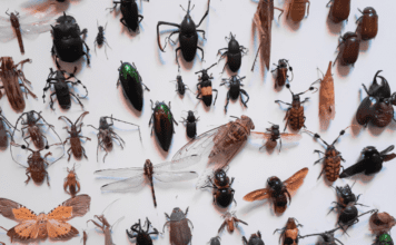 Protect Your Wardrobe from Clothes Damaging Insects: Identification and Prevention Fabric Pests