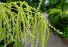 Grow Lush Goat’s Beard: Your Garden’s Showstopper Goat's Beard - Aruncus Dioicus