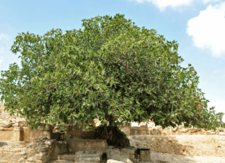 The Enchanting Fig: A Guide to Growing Figs Indoors and Outdoors Growing Figs